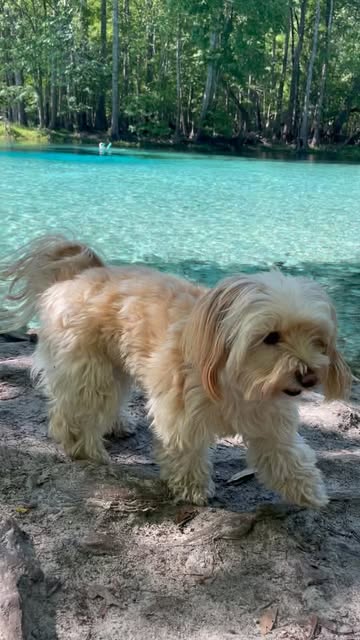 Amore standing on a sandy bank by bright turquoise spring water