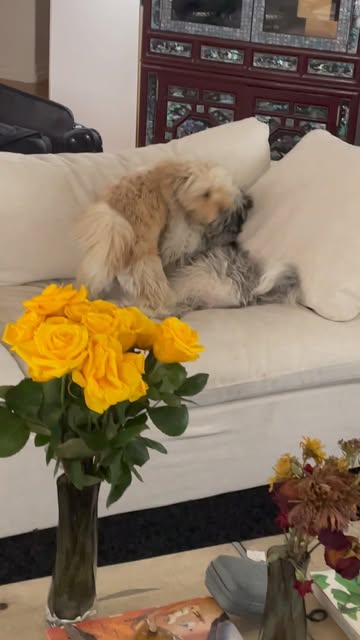 Amore playing with a doggy friend on a white couch